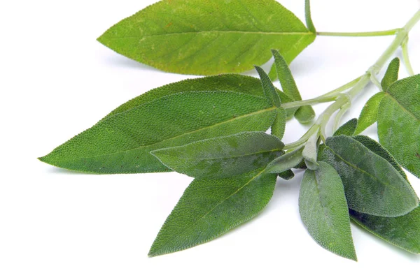 Hoja de salvia — Foto de Stock