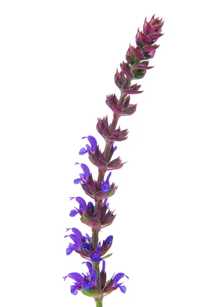 Flor de salvia aislada — Foto de Stock