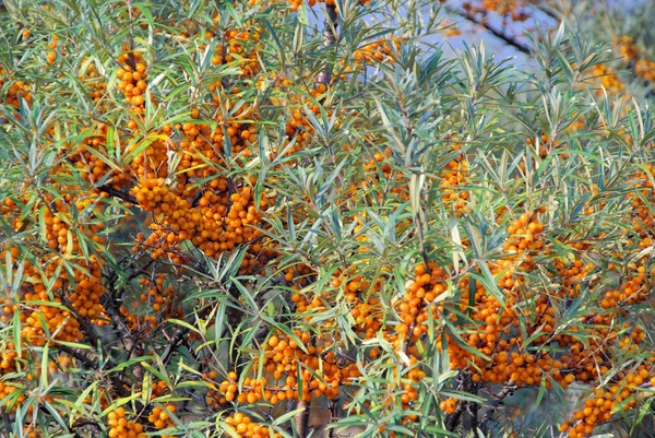 Gewone gouduil thorn — Stockfoto