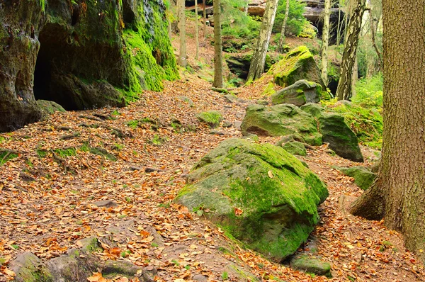 Orman içinde kumtaşı kaya — Stok fotoğraf