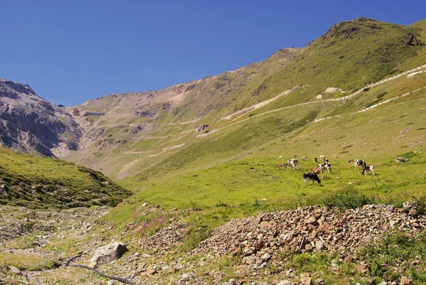 Stelvio Pass — Stock Photo, Image