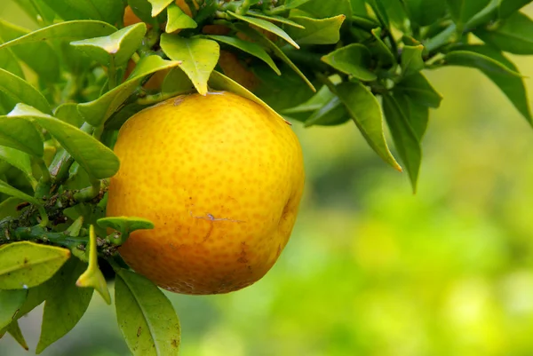 Lemon on tree — Stock Photo, Image