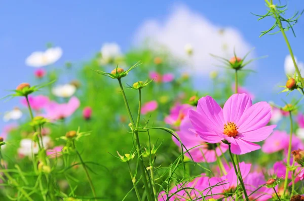 Cosmea 05 — стоковое фото