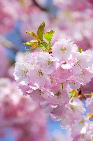 Flor de cerezo 27 —  Fotos de Stock