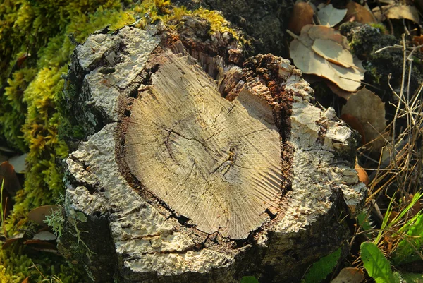 Cork oak 25 — Stok Foto