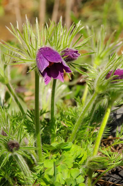 Pasque flower 03 — Stock Photo, Image