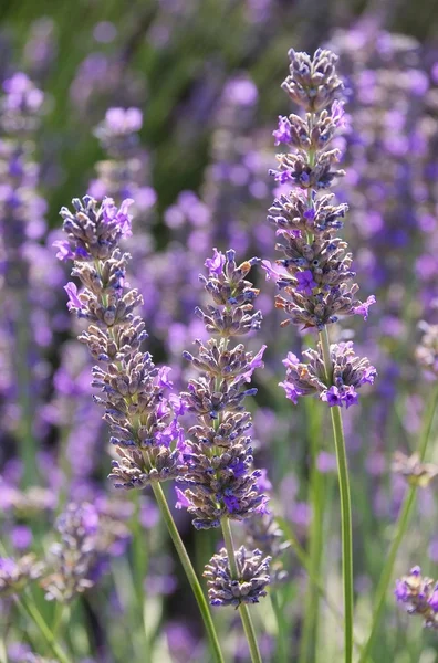 Lavender 168 — Stock Photo, Image