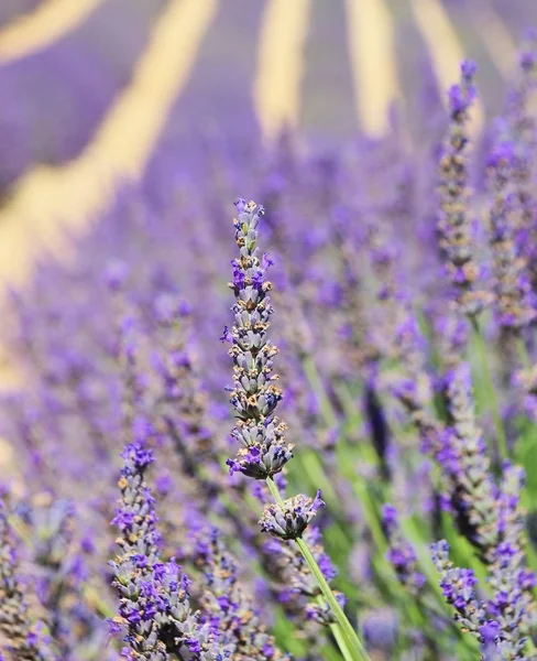 Campo de lavanda 89 — Fotografia de Stock