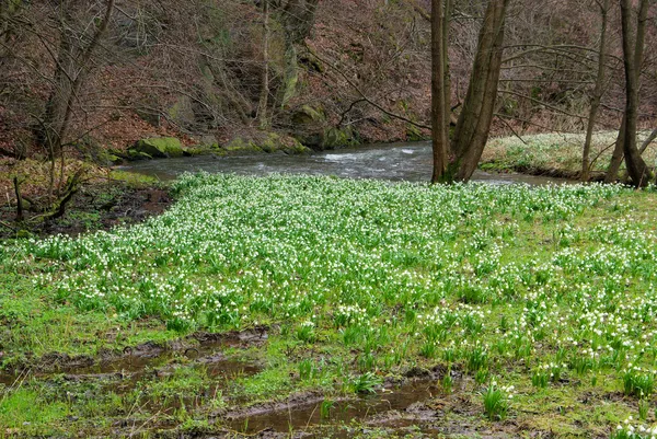 Wild daffodil 43 — Stock Photo, Image