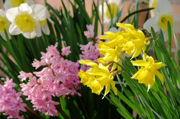 Daffodil e jacinto 08 — Fotografia de Stock