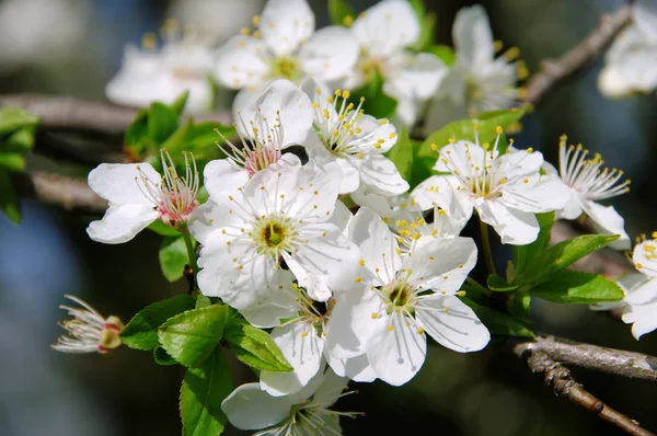 Plum blossom 36 — Stock Photo, Image