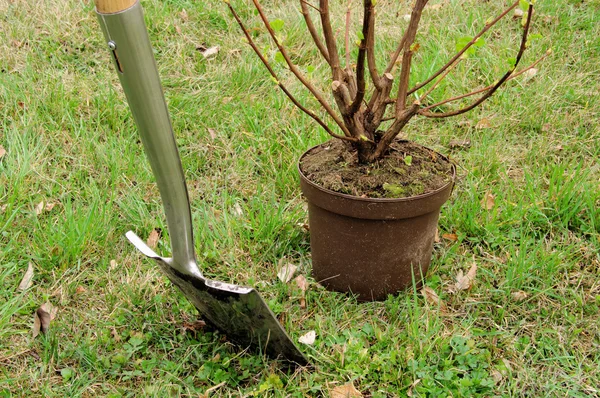 Plantar um arbusto 01 — Fotografia de Stock