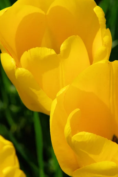 Tulip yellow 04 — Stock Photo, Image