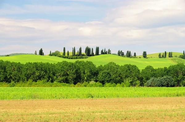 Cypress avenue en Toscane, Italie — Photo