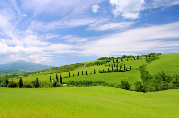 Curva de ciprés en Toscana, Italia — Foto de Stock