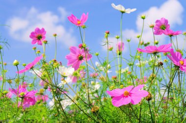 Cosmea 04