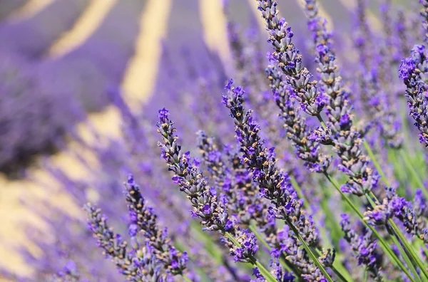 Lavanda 125 — Fotografia de Stock