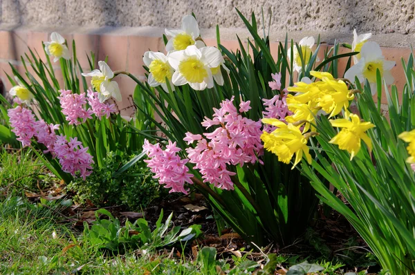 Daffodil and hyacinth 07 — Stock Photo, Image