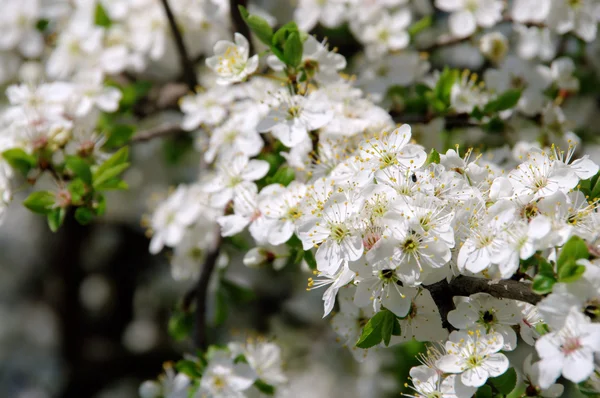 Flor de ameixa 38 — Fotografia de Stock