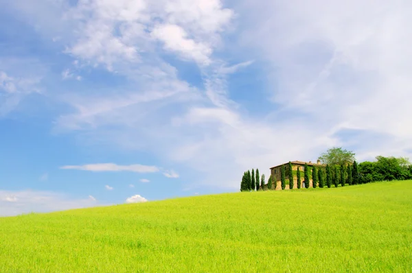 Granja de cipreses en el campo — Foto de Stock