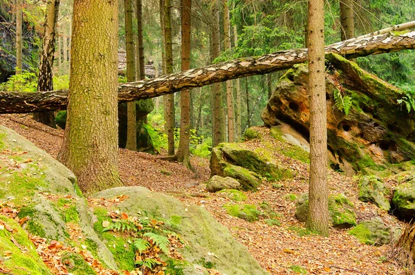 Roca arenisca en el bosque 18 — Foto de Stock