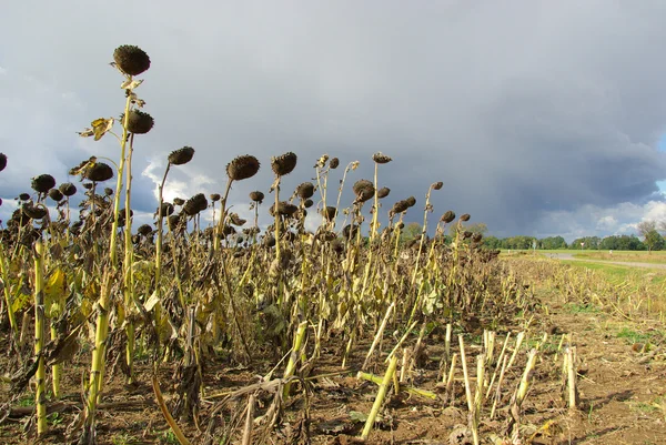 Sunflower field drought 03 — Stock Photo, Image