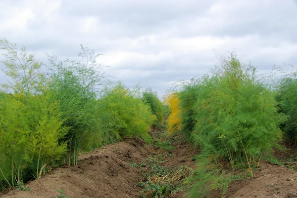 Asparagus field 11 — Stock Photo, Image