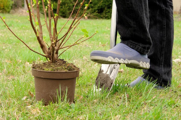 Plantar um arbusto 07 — Fotografia de Stock