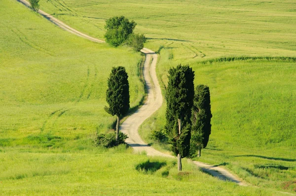 Toscana verdes colinas en Italia —  Fotos de Stock