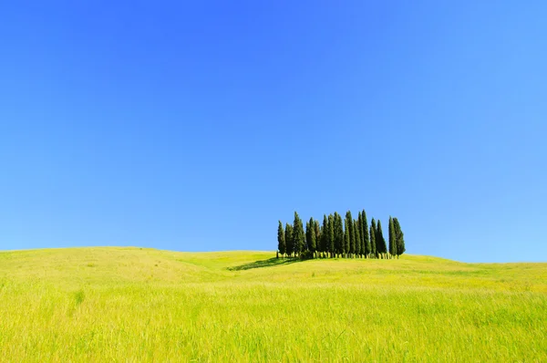 Toscana floresta San Quirico d 'Orcia — Fotografia de Stock