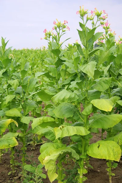 Tabaco cultivado 28 — Foto de Stock