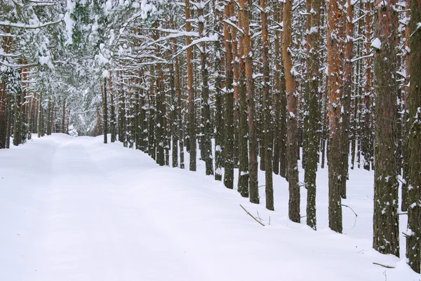 Floresta no inverno 32 — Fotografia de Stock