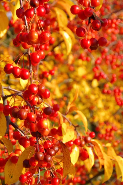 Cereza silvestre en otoño 04 — Foto de Stock