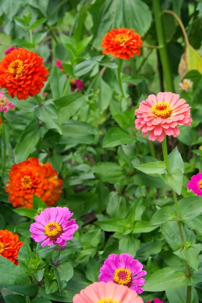 Zinnia 01 — Foto Stock