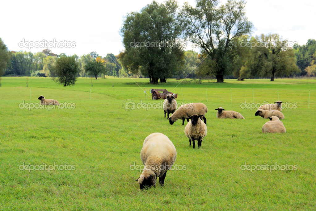 sheep 26