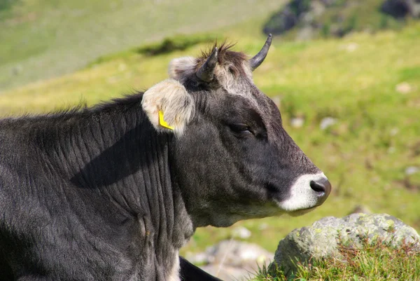 Vaca alpina — Fotografia de Stock