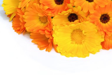 beyaz zemin üzerine Calendula