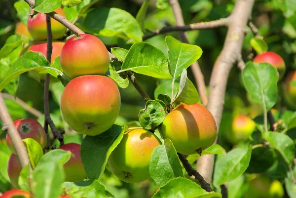 Apple на дереве — стоковое фото