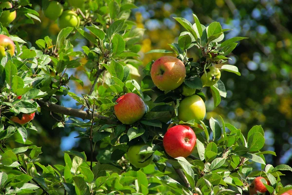 Apple на дереве — стоковое фото
