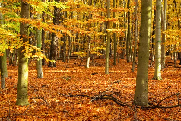 Bosco di faggio in fallo — Foto Stock