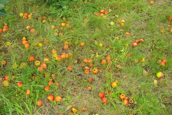 Apples on the grass — Stock Photo, Image