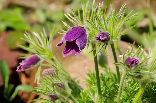 Pasque flower — Stock Photo, Image