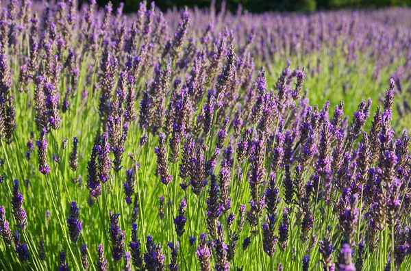 Campo de lavanda — Fotografia de Stock