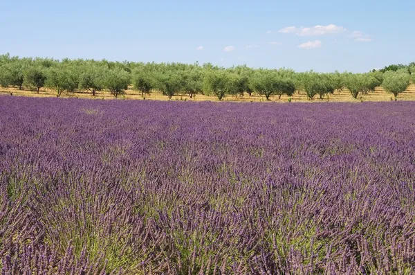 Lavender field — Stock Photo, Image