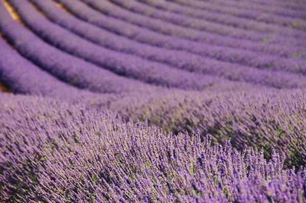 Campo de lavanda — Fotografia de Stock