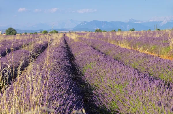 Campo de lavanda — Fotografia de Stock