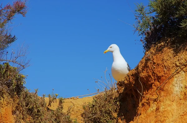 Gaviotas en la playa —  Fotos de Stock