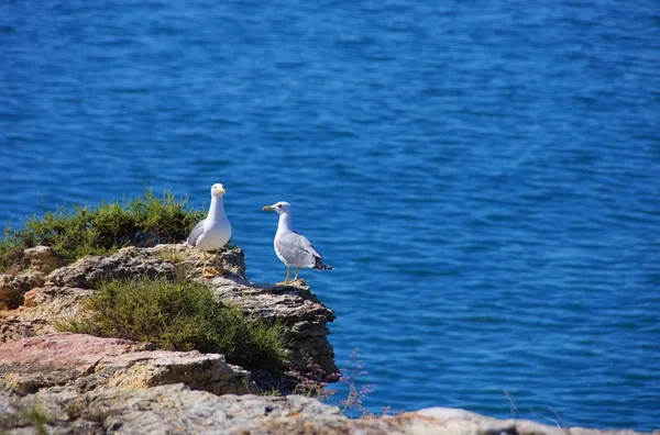 Möwen am Strand — Stockfoto