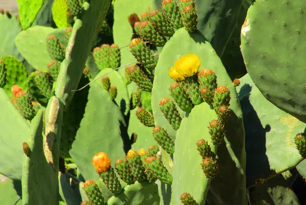 Opuntia — Stock Photo, Image