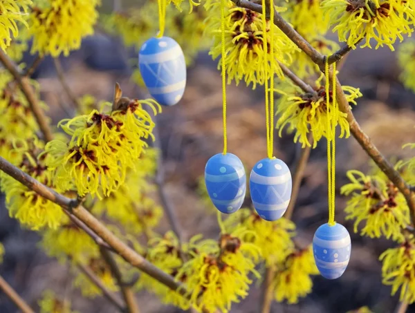 Arbusto de hamamelis en tiempo de Pascua —  Fotos de Stock